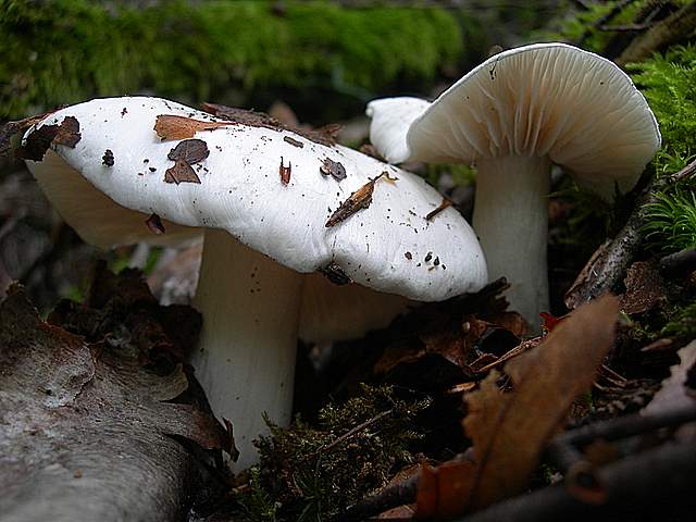 I  Funghi della collina pianeggiante